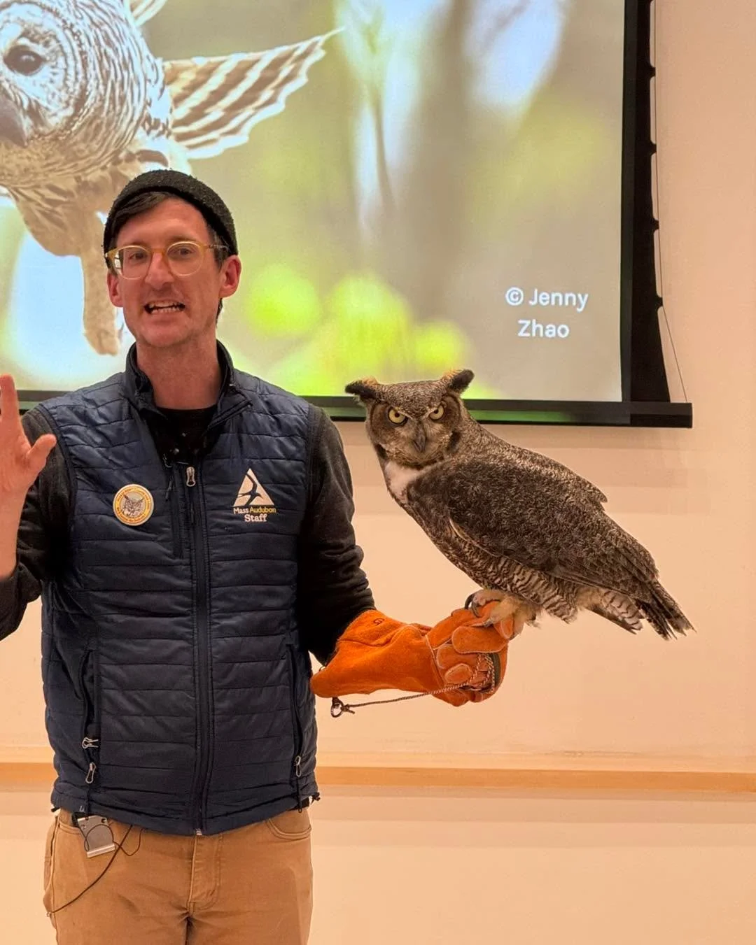 So more photos of Evie the great horned owl - part of the Save the Raptor event https://www.massaudubon.org/take-action/advocate/rescue-raptors  #saveraptors