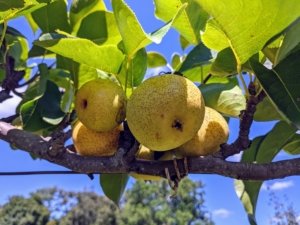 asianpear.jpeg