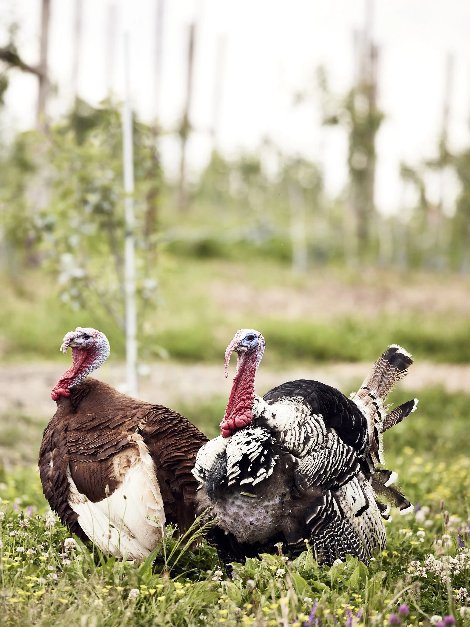 210602_TafferaFarms_1166.jpg