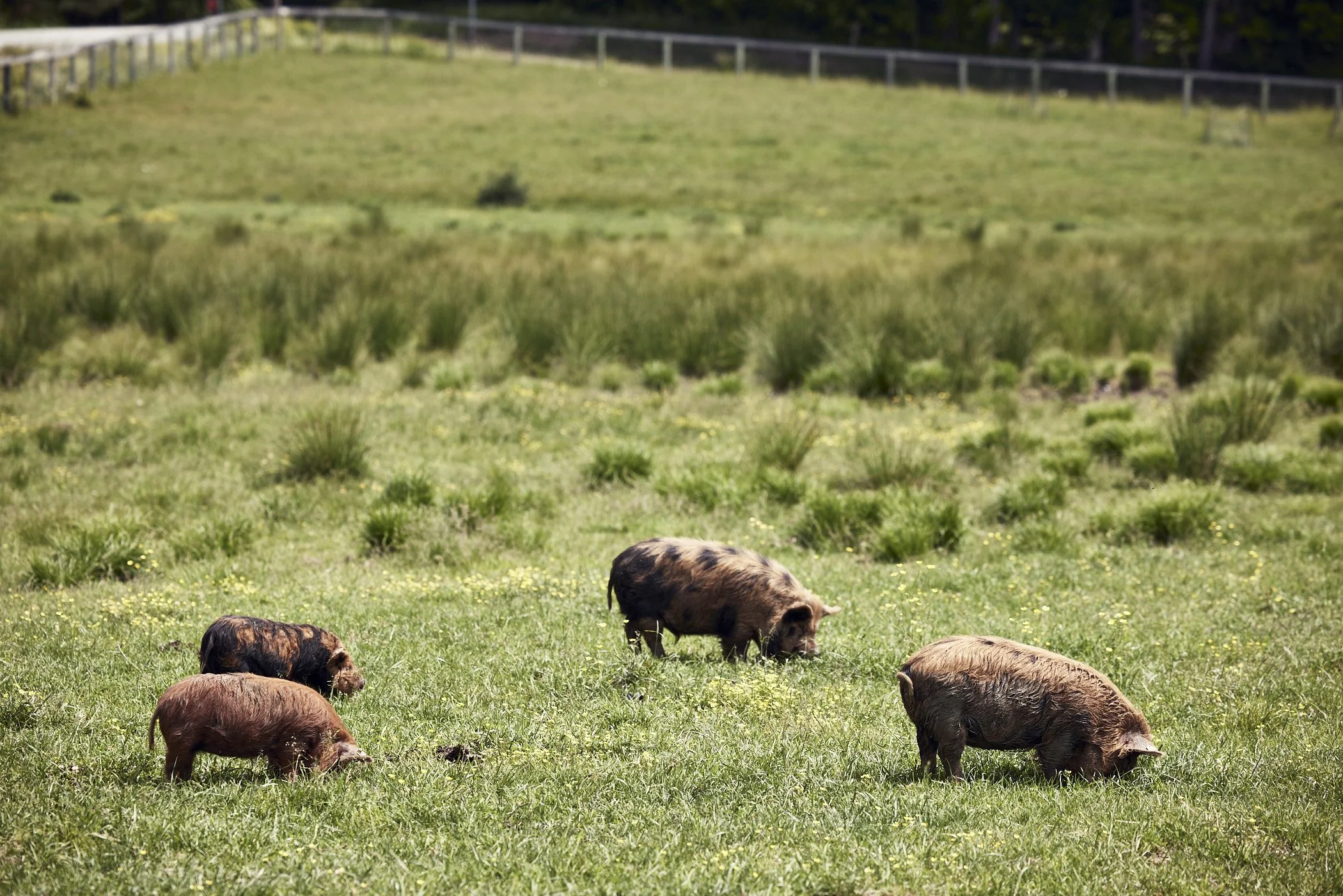 210602_TafferaFarms_0850.jpg