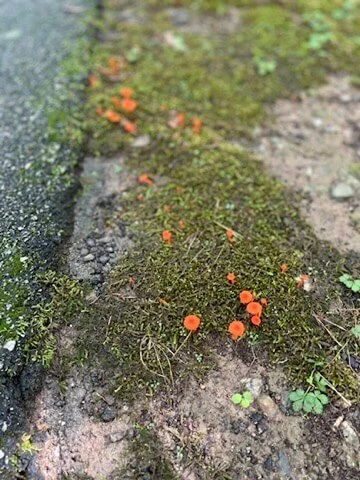 04230264-F96B-44D7-BDC0-46836EAC89E0_4_5005_c.jpeg