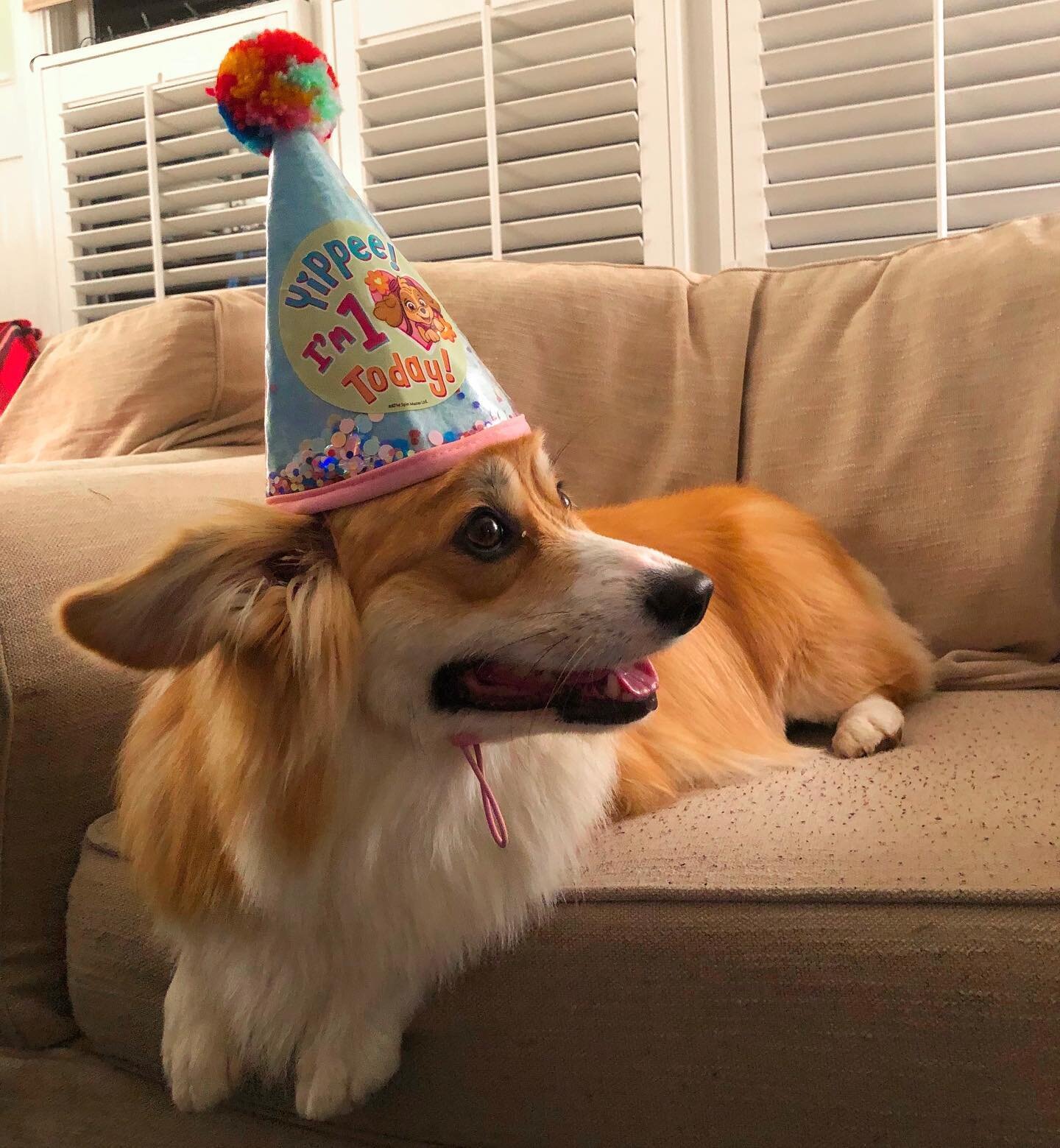 january first is always fun, but this year it&rsquo;s special because winnie turns ONE. 🥳 

happy 🎉 FIRST birthday 🎉 to my favorite new year&rsquo;s corgi baby.