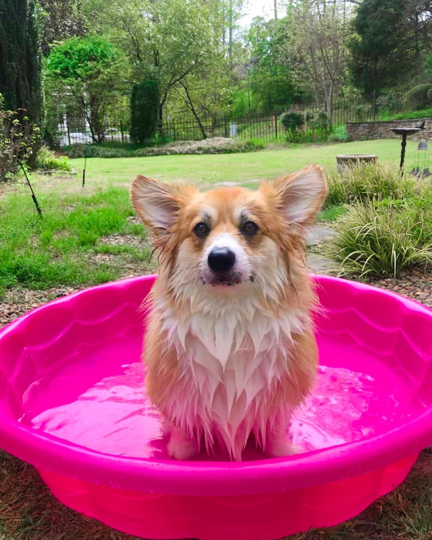 when the 🐰 brings you a baby pool.