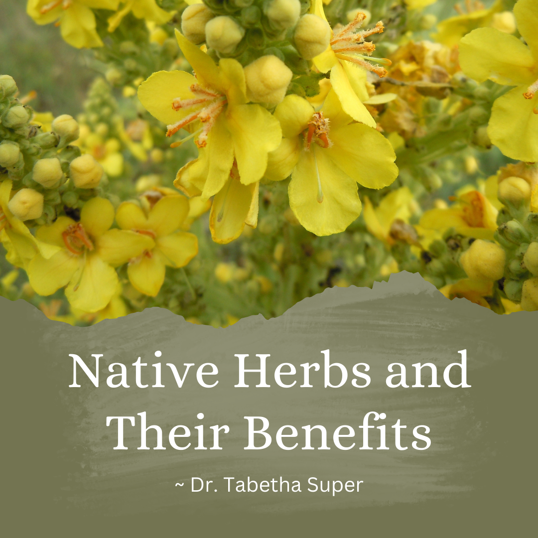 Native Plants and Their Benefits!