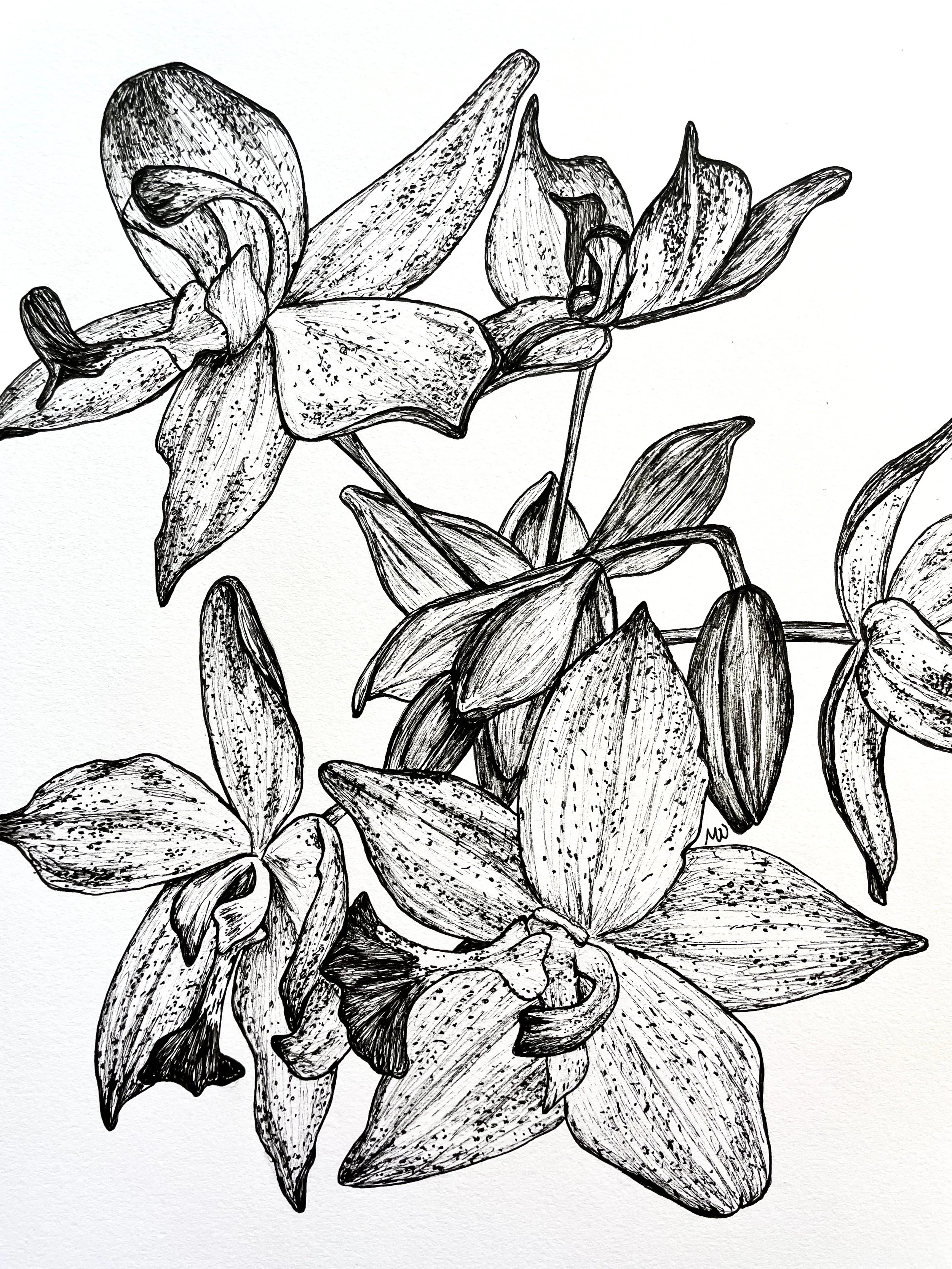 Ink and Gouache Drawings