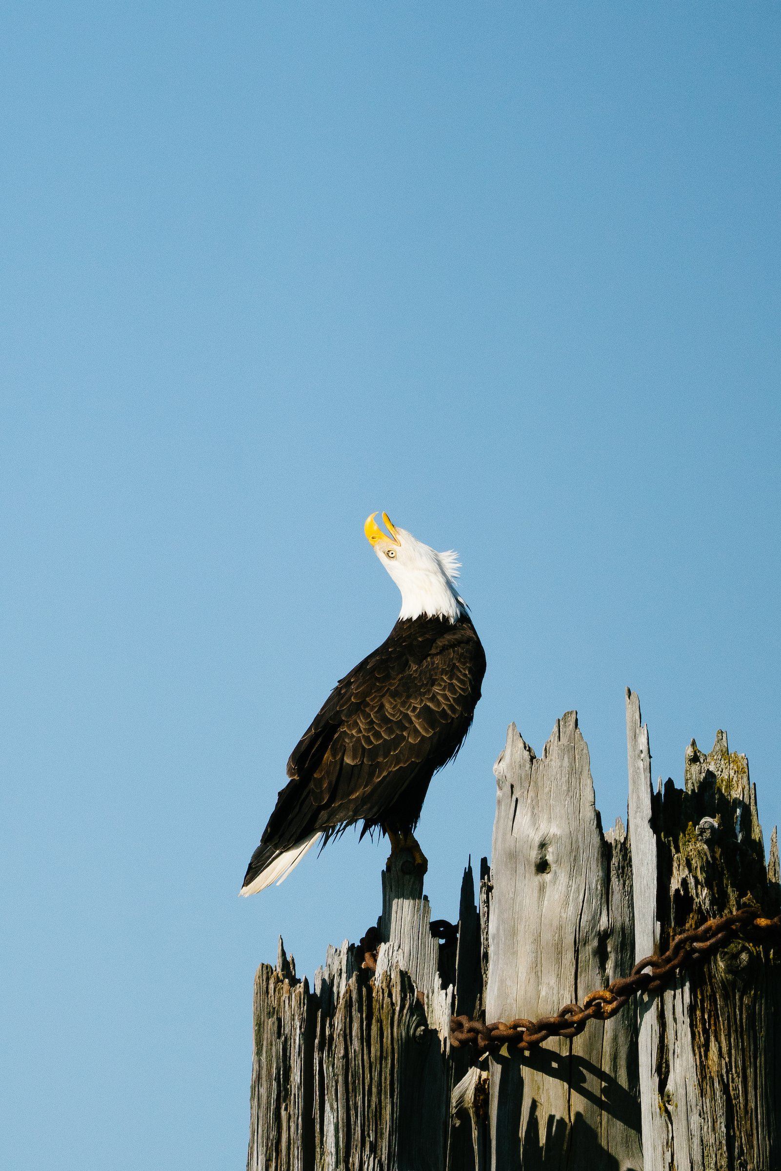 Viewing the bald eagles on the Nooksack River