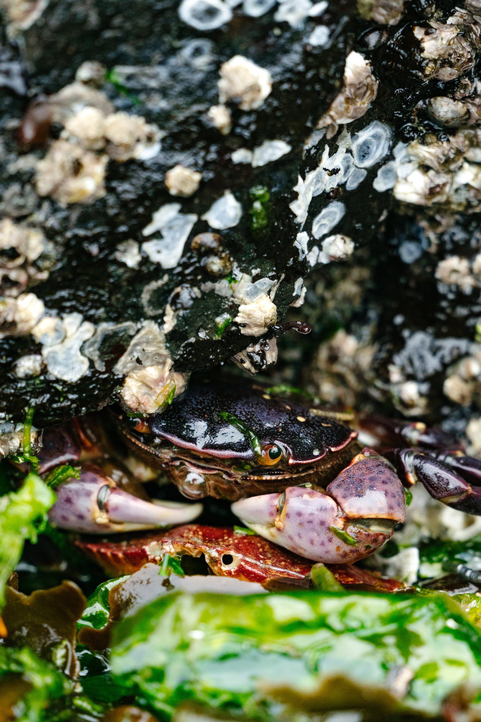 Where to go Tide Pooling near Seattle