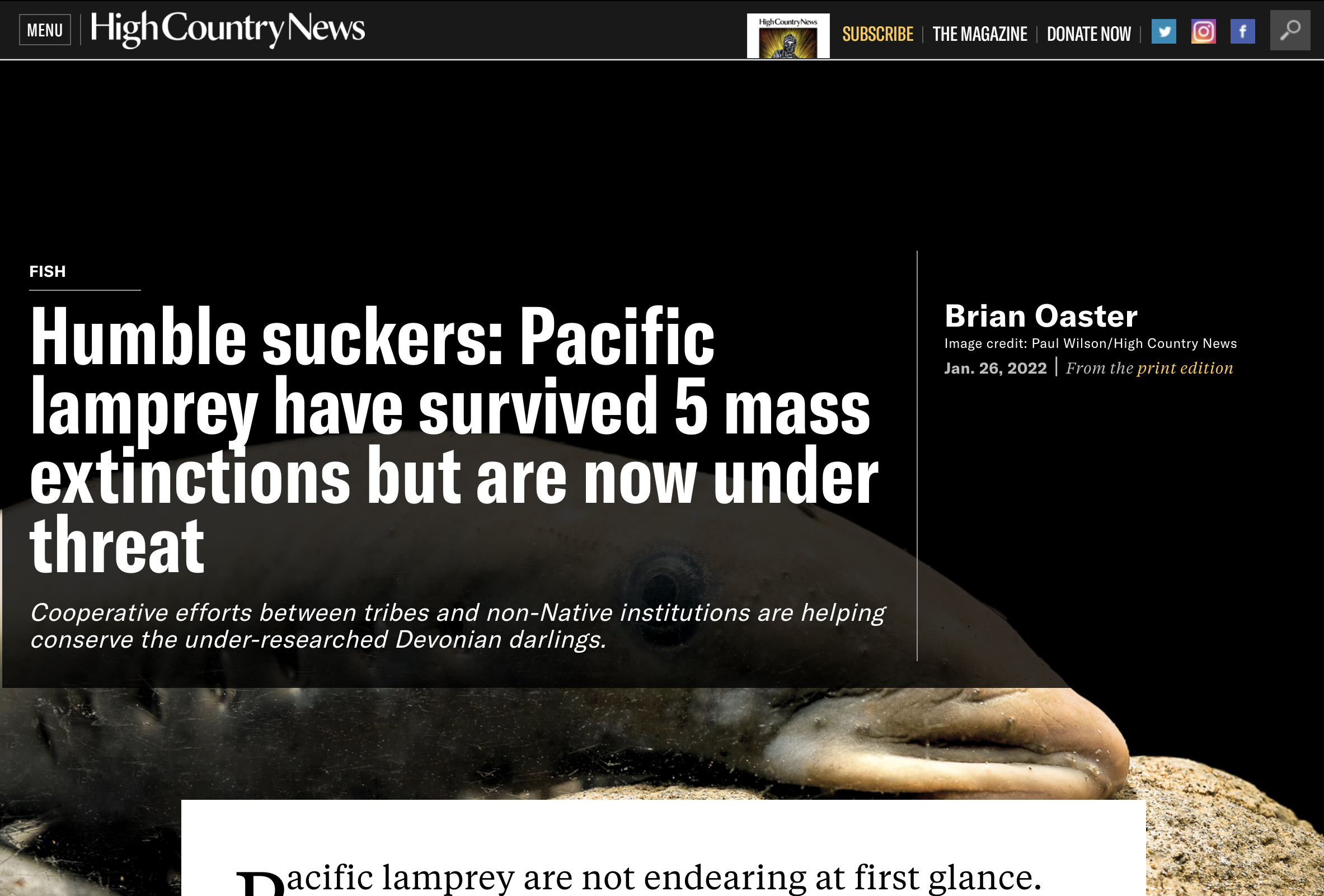 Humble Suckers: Pacific Lamprey Have Survived 5 Mass Extinctions But Are Now Under Threat