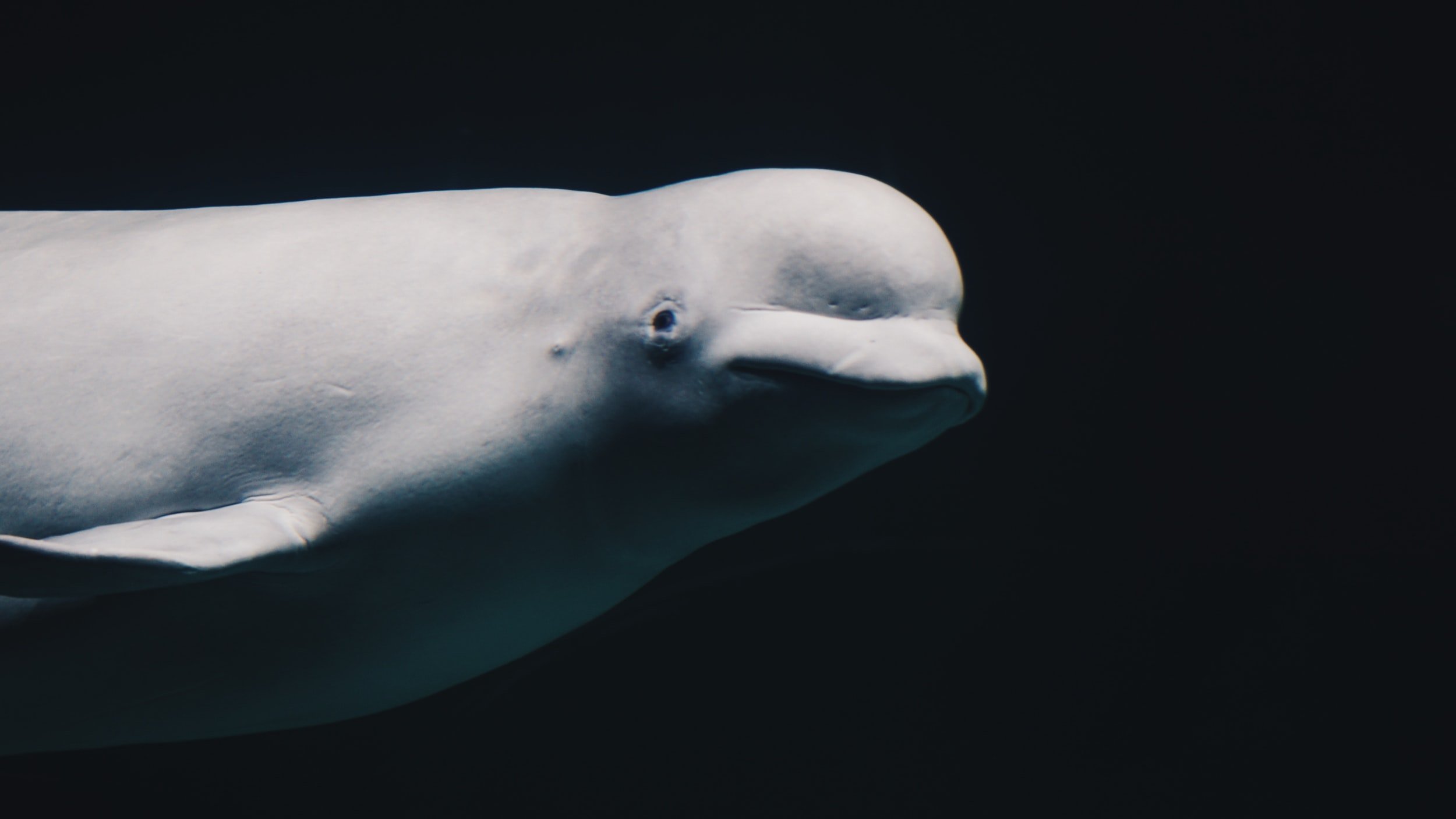 Rare Beluga Whale Sighting in Puget Sound Stirs Excitement — And Concern —  Our Wild Puget Sound