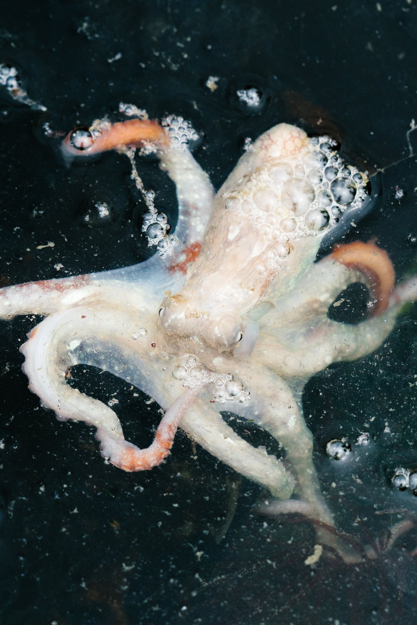 Where to see octopus near Seattle