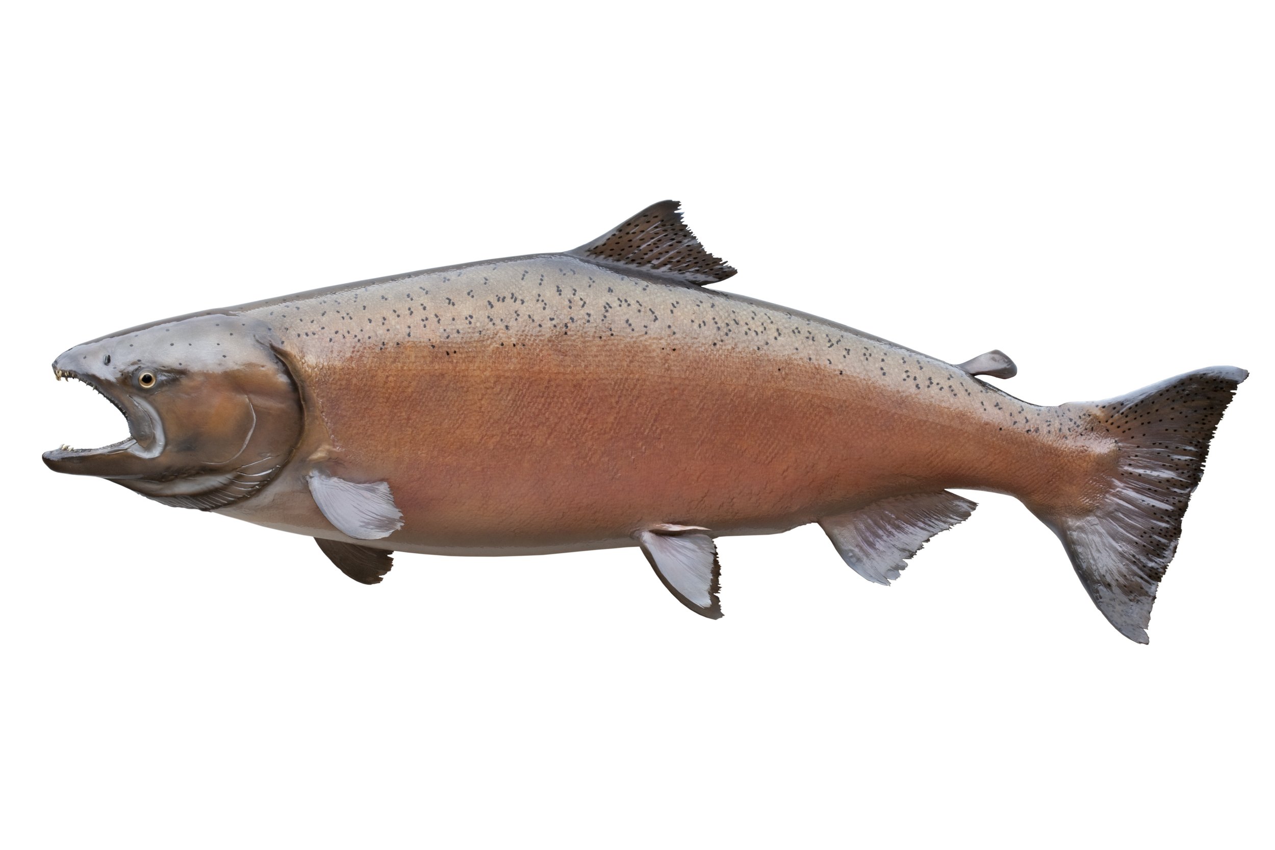 Salmon Identification Guide — Our Wild Puget Sound