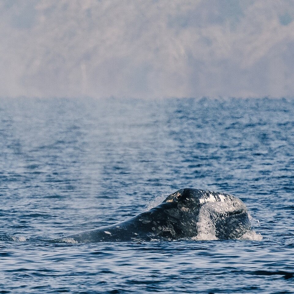 We&rsquo;re ecstatic to have our gray whale friends back in Puget Sound. Have you been lucky enough to spot any of these adorable beasts in the north Sound lately? 😍🐋