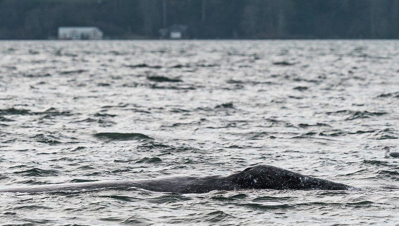 Earhart is home! 🐋

CRC22/Earhart returned to Puget Sound yesterday for the 24th-ish year since 1990!

We have a group of gray whales here called the Sounders and she&rsquo;s the OG lady of the group, was first spotted in 1990, and pioneered a paten