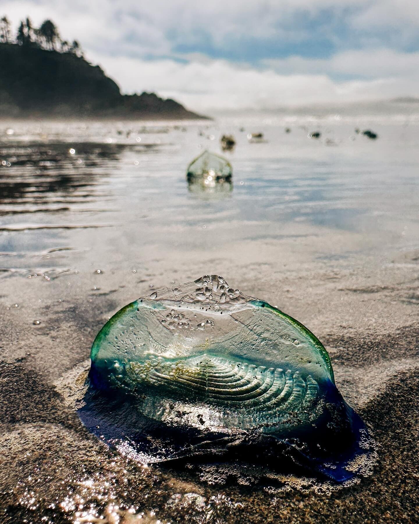 We&rsquo;re spending some time on the Washington coast this week and came across thousands of these fascinating organisms on the beach yesterday. 

They&rsquo;re actually super cool jellyfish-adjacent creatures called velella velella or by-the-wind s