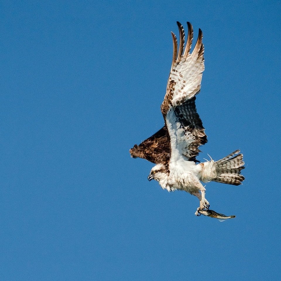 Spring means that the osprey are back around Puget Sound! 😍