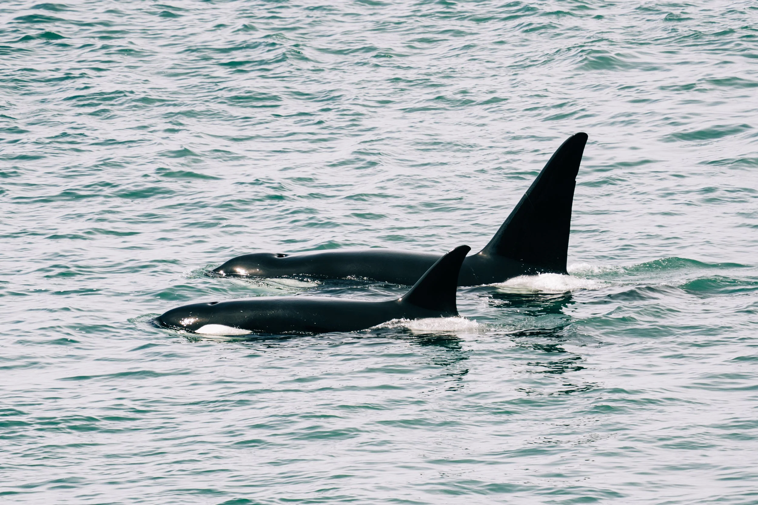 The T123s off Washington Park
