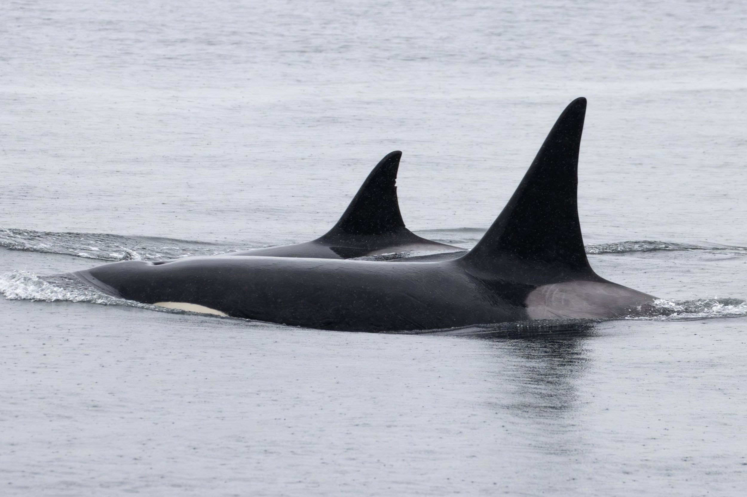 Screenshot 2026-04-15 at 9.08.18 AM.png