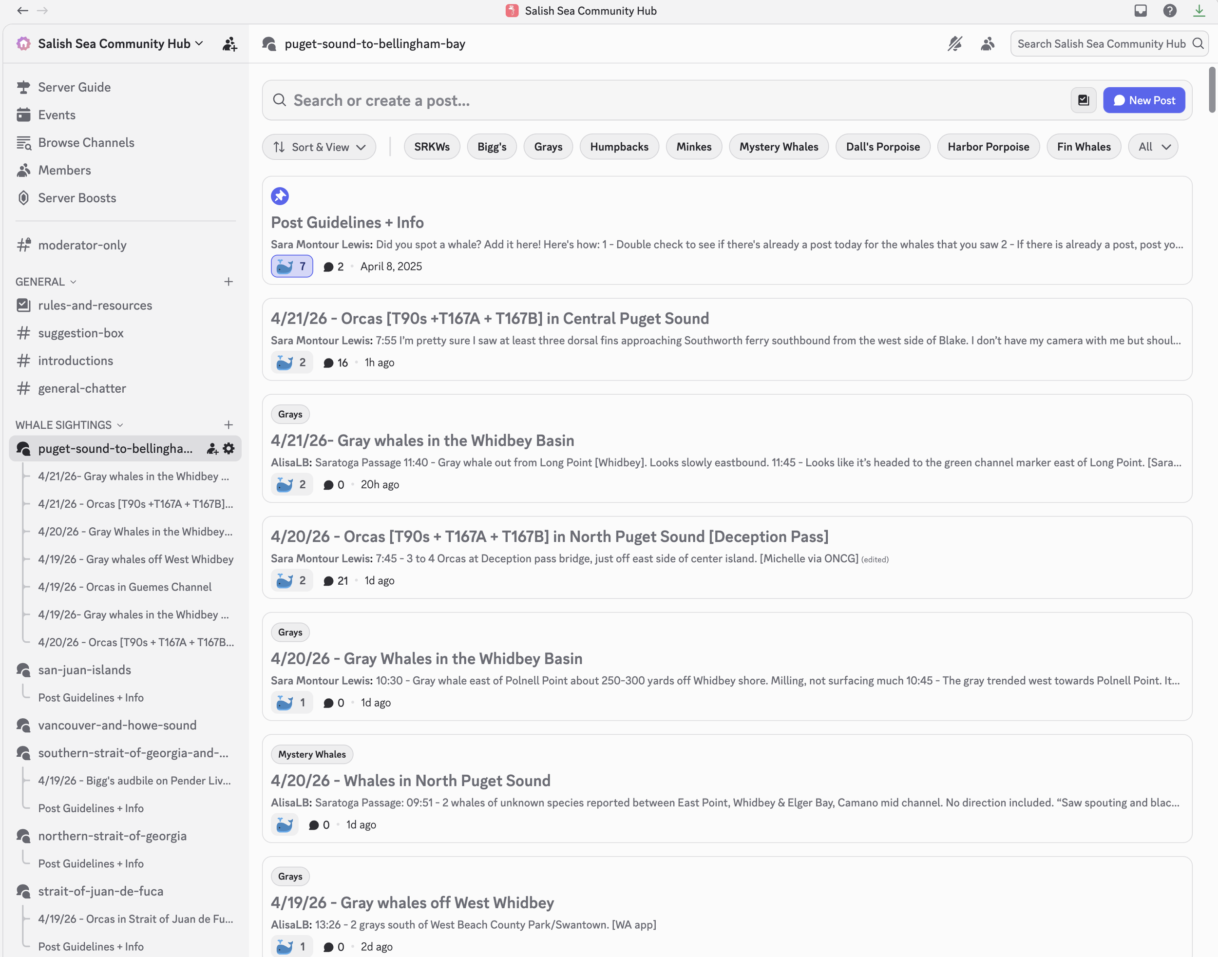 How to find whales in Puget Sound