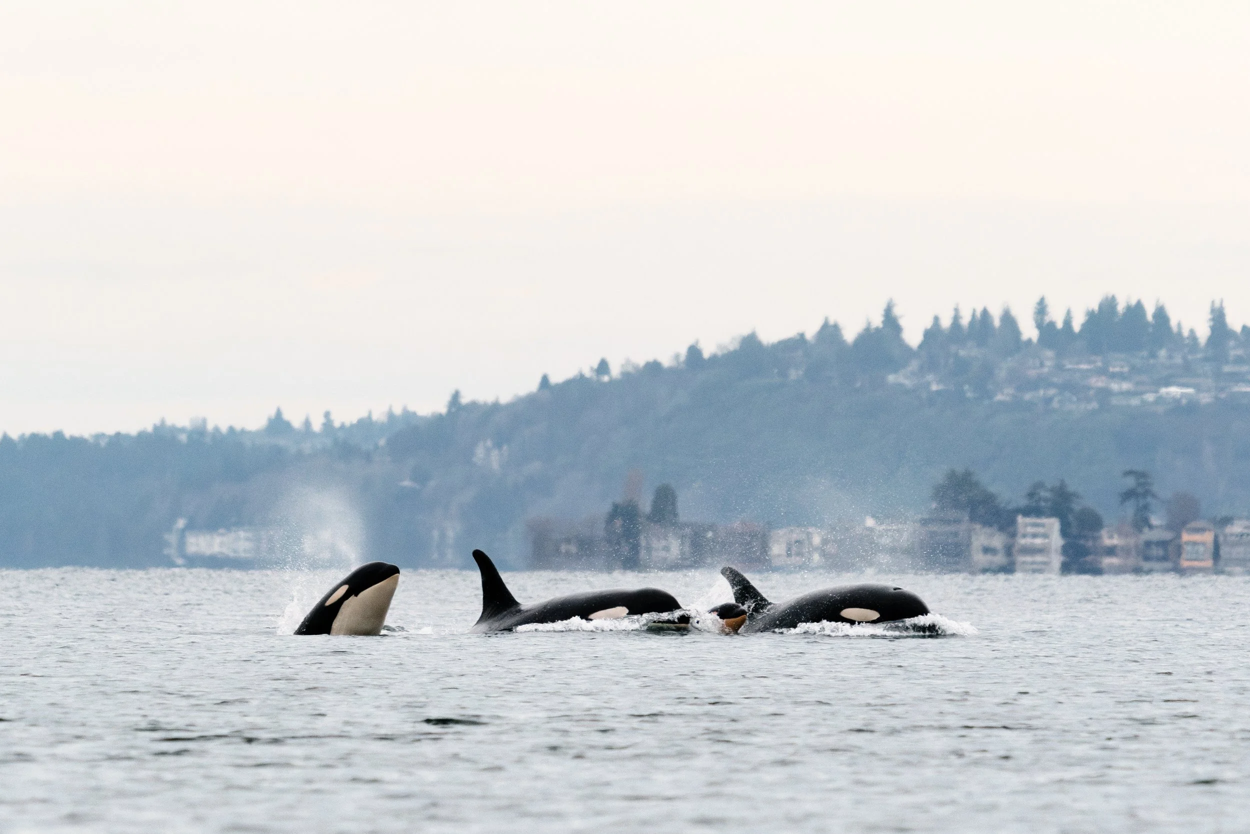 J Pod from Point Robinson