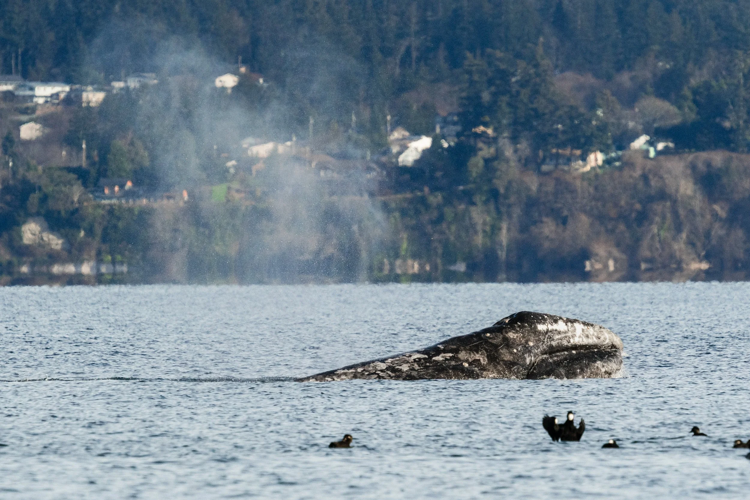 Little Patch from Whidbey Island