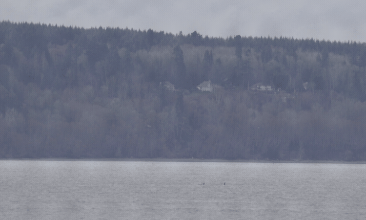 J Pod Traveling through Puget Sound