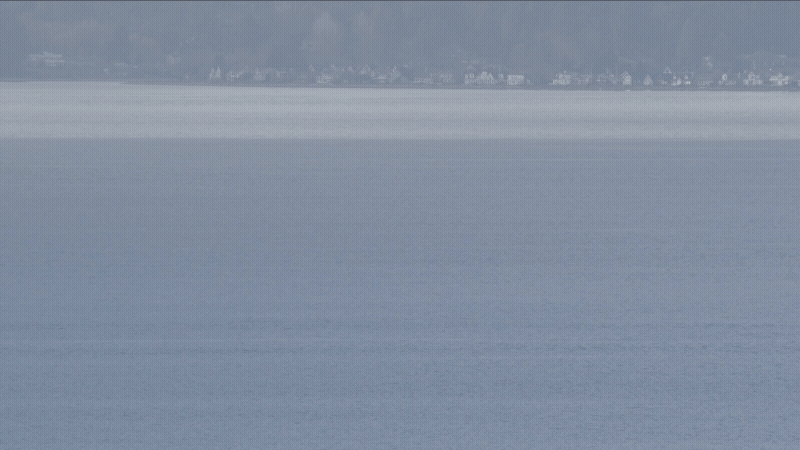A Gray Whale Briefly Surfacing in Possession Sound