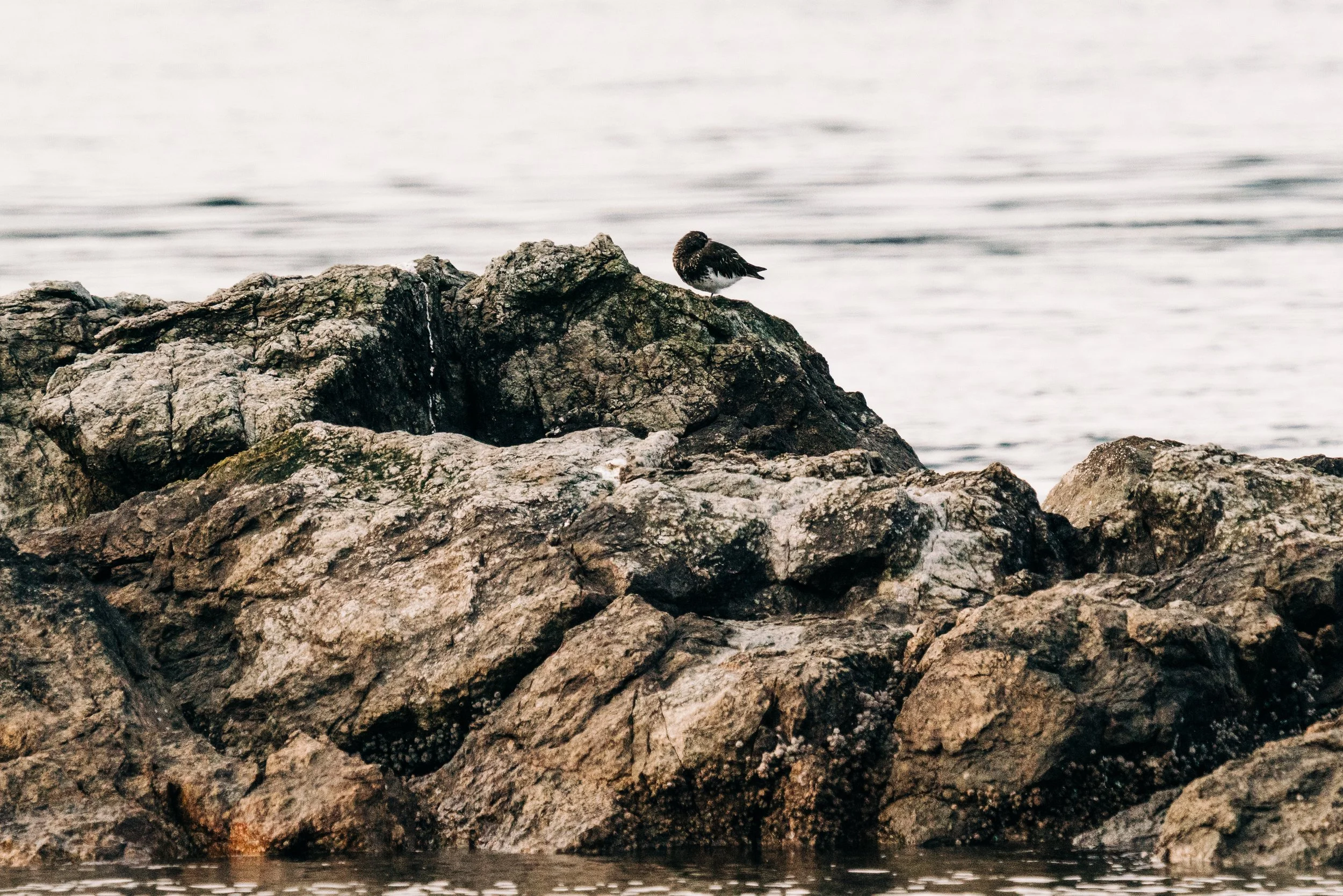 Black Turnstone