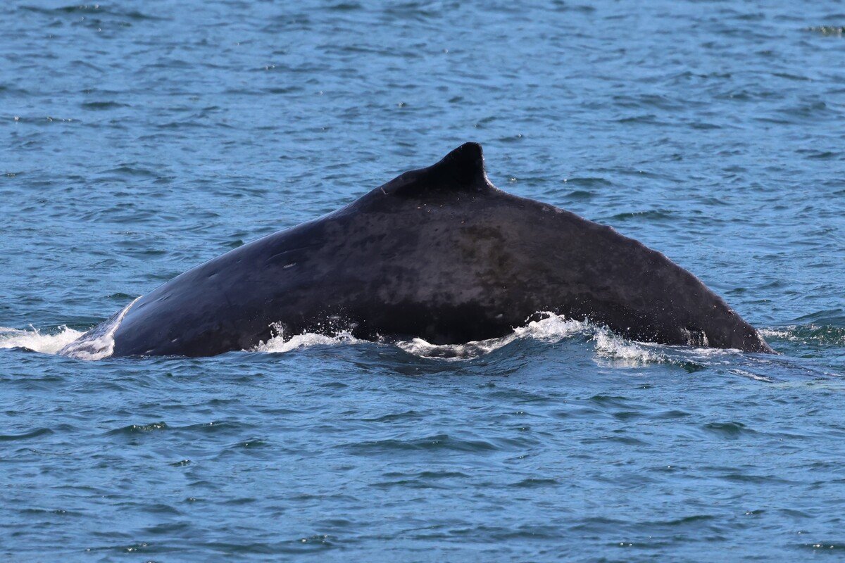 2025 — Left Dorsal