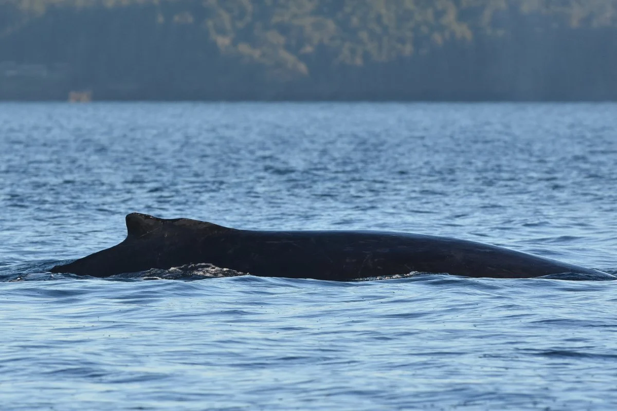 2026 — Right Dorsal