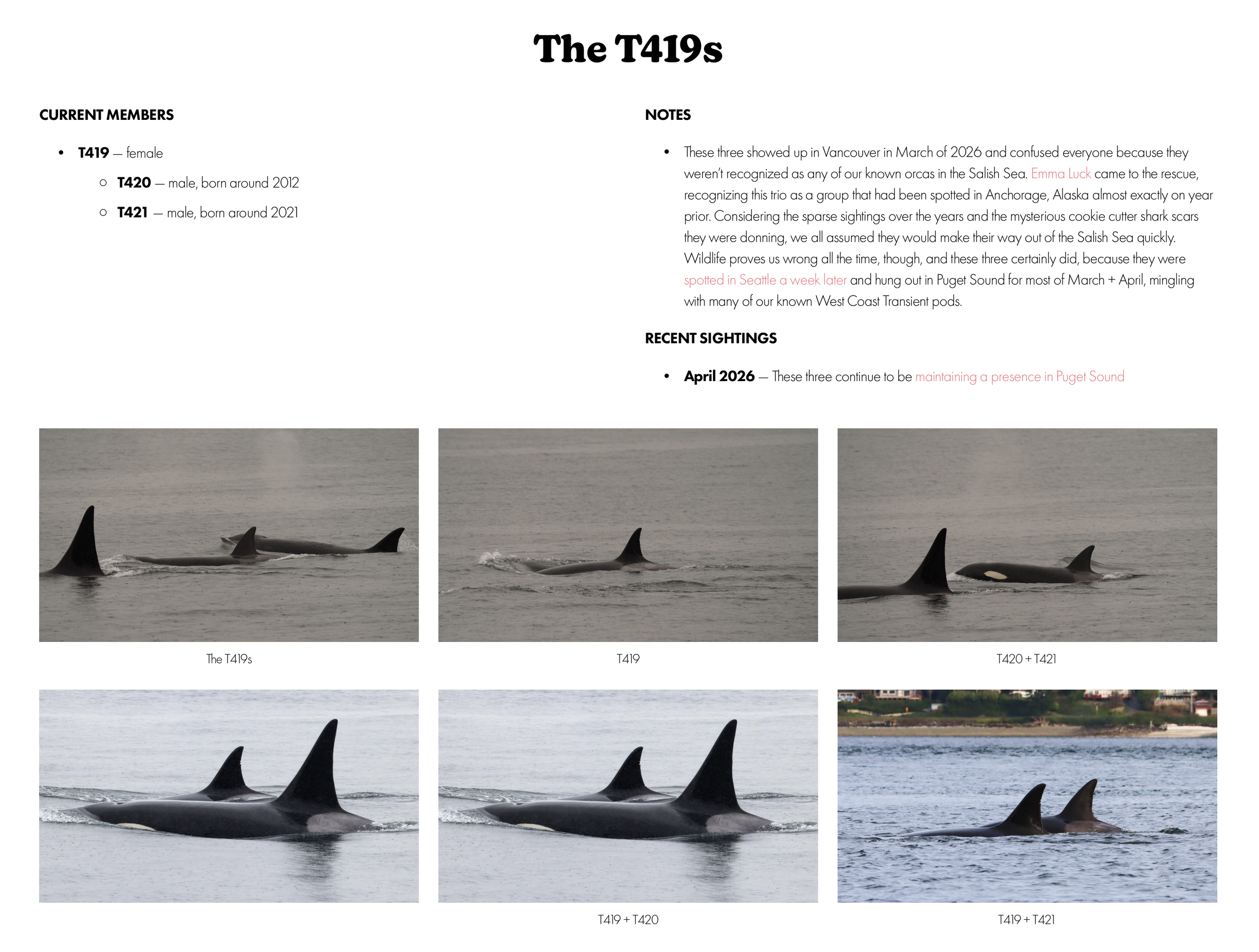 Alaska Transient Killer Whales Seen in Puget Sound