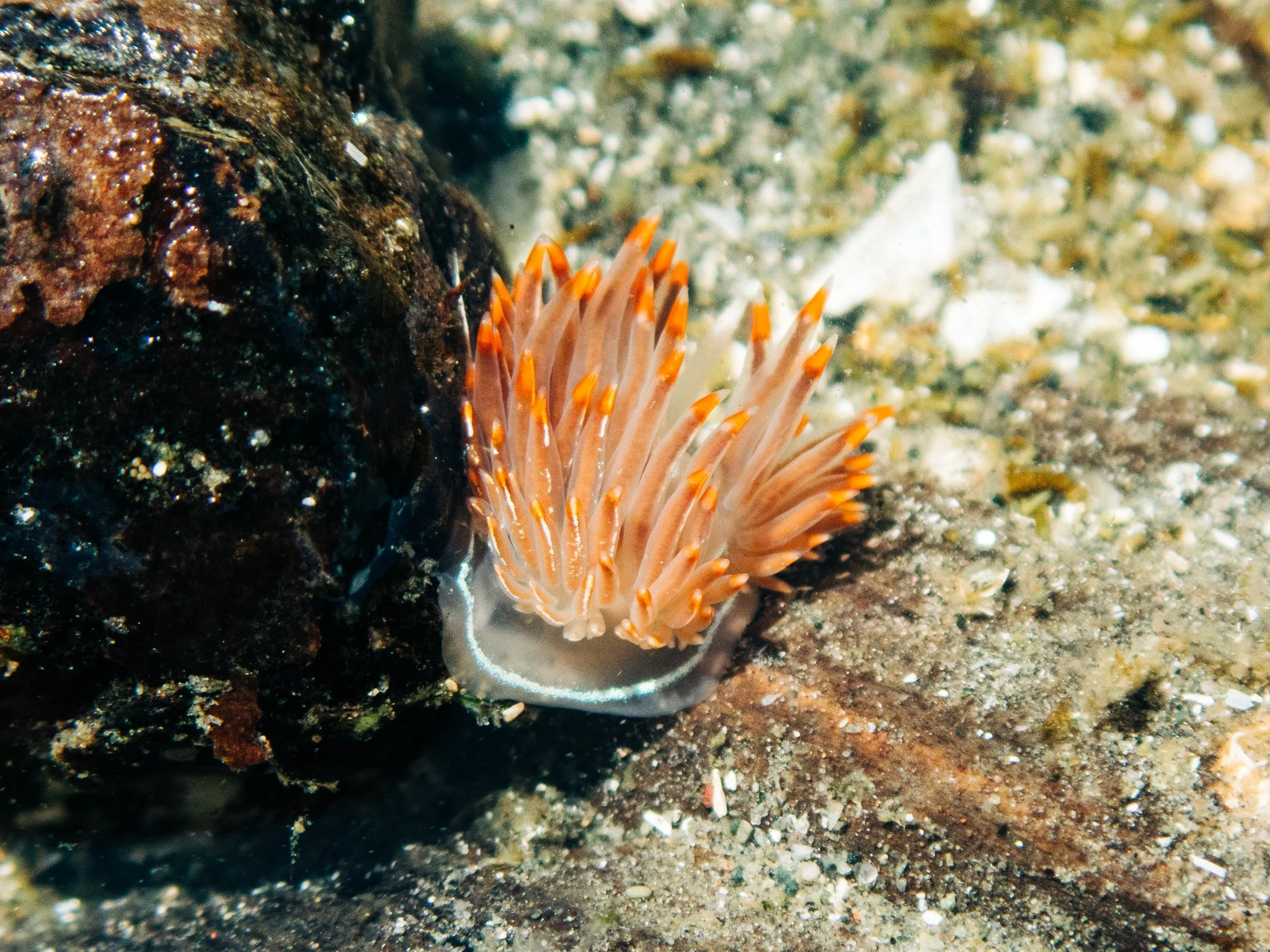 Where to find nudibranchs in Puget Sound