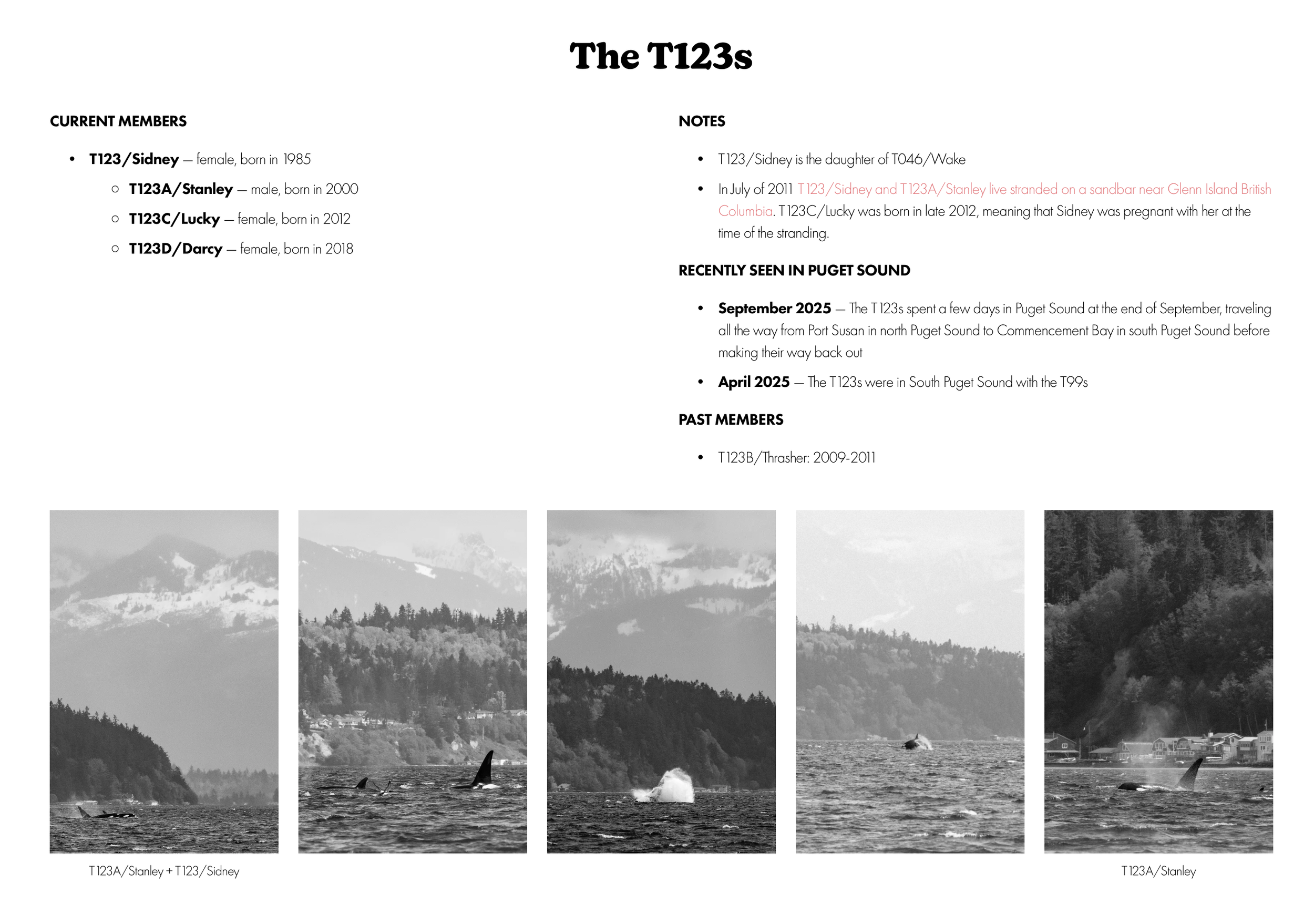 How to identify Bigg's Killer Whales - West Coast Transient Orcas - Identification Guide
