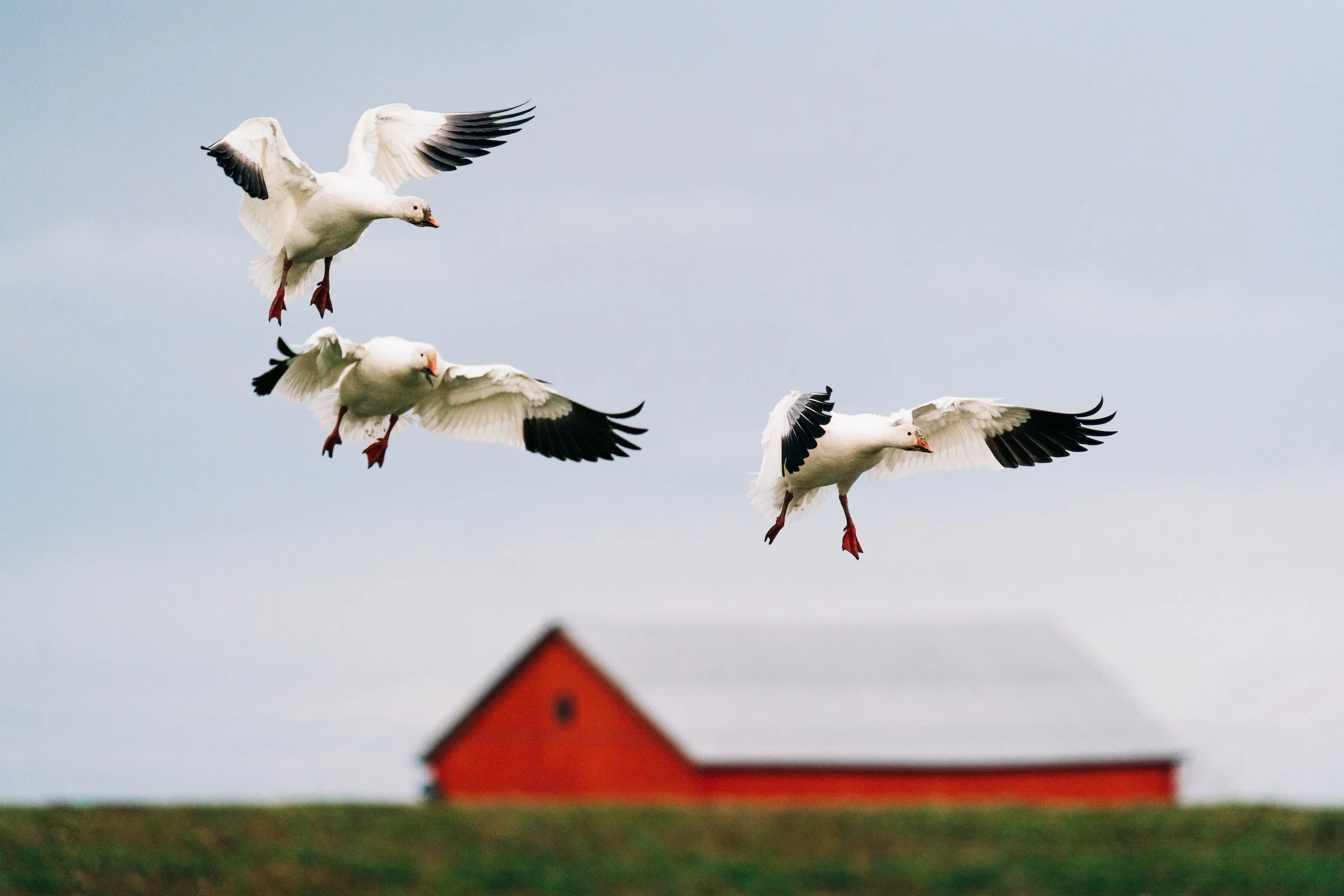 The Snow Geese Are Back! An Incredible Arctic Migration Brings Tens of Thousands of Birds to the Skagit Valley