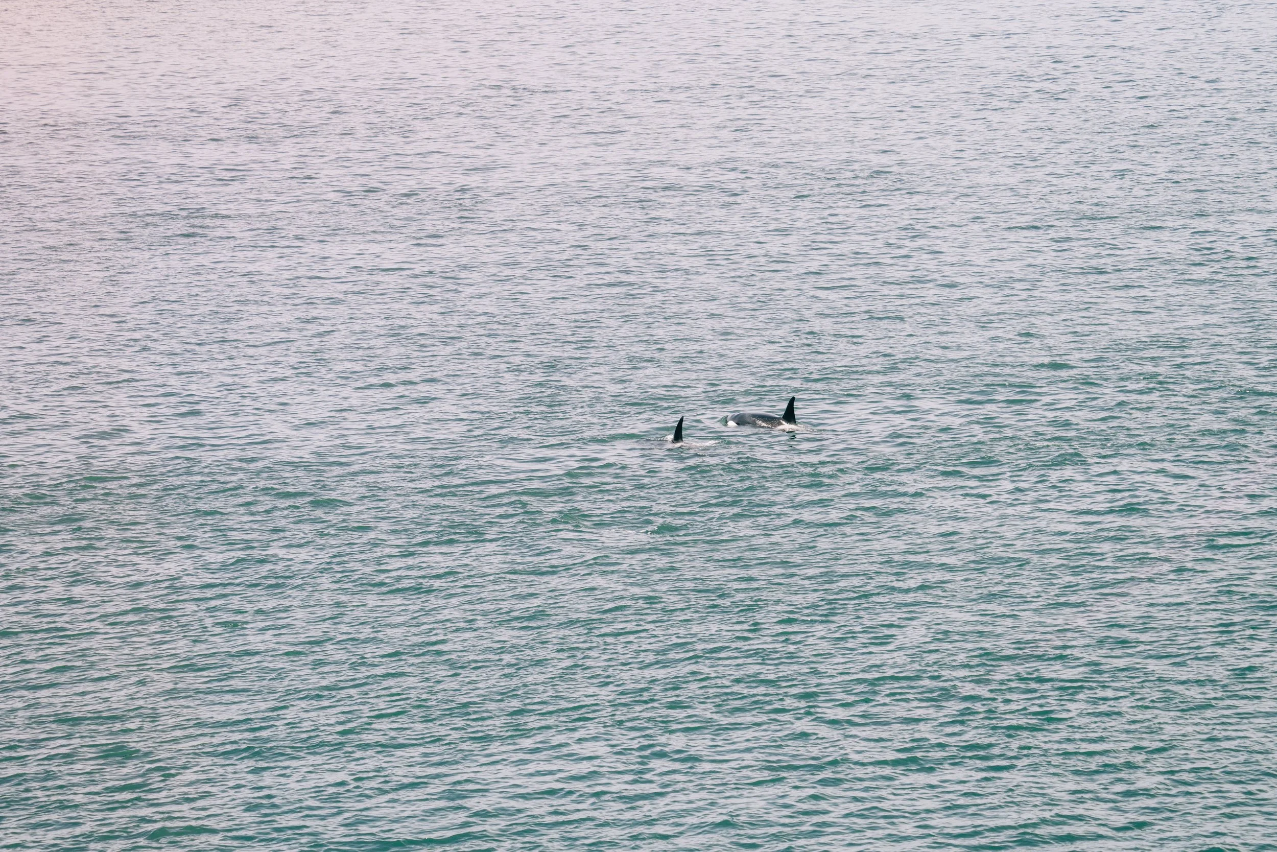 Where to see orcas in the San Juan Islands