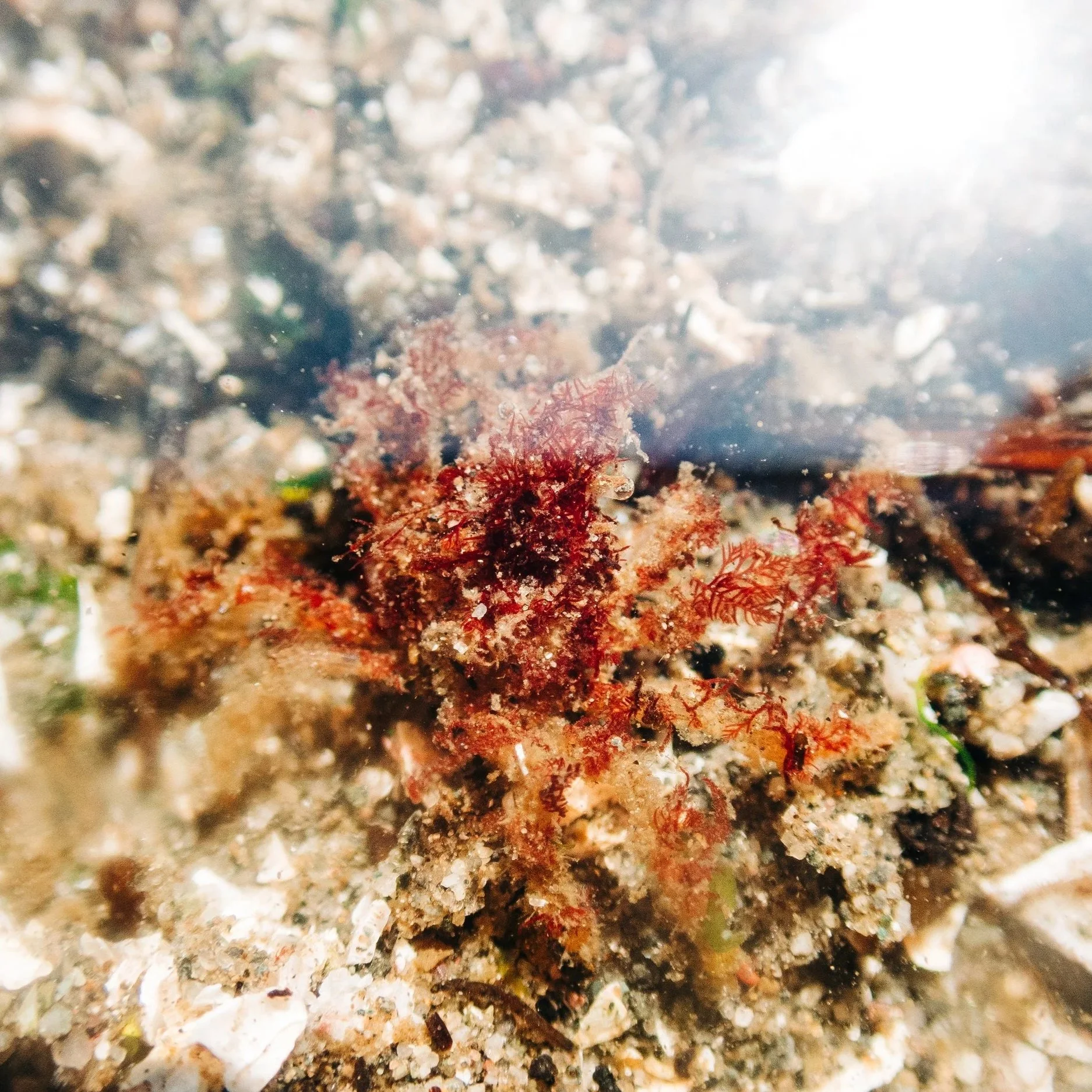 Graceful Decorator Crab in Puget Sound