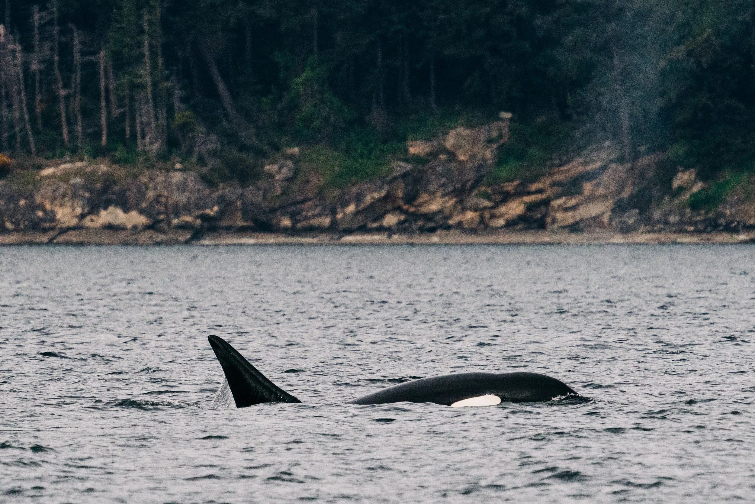 A dreamy spring day with the T419s + the T123s in Samish Bay