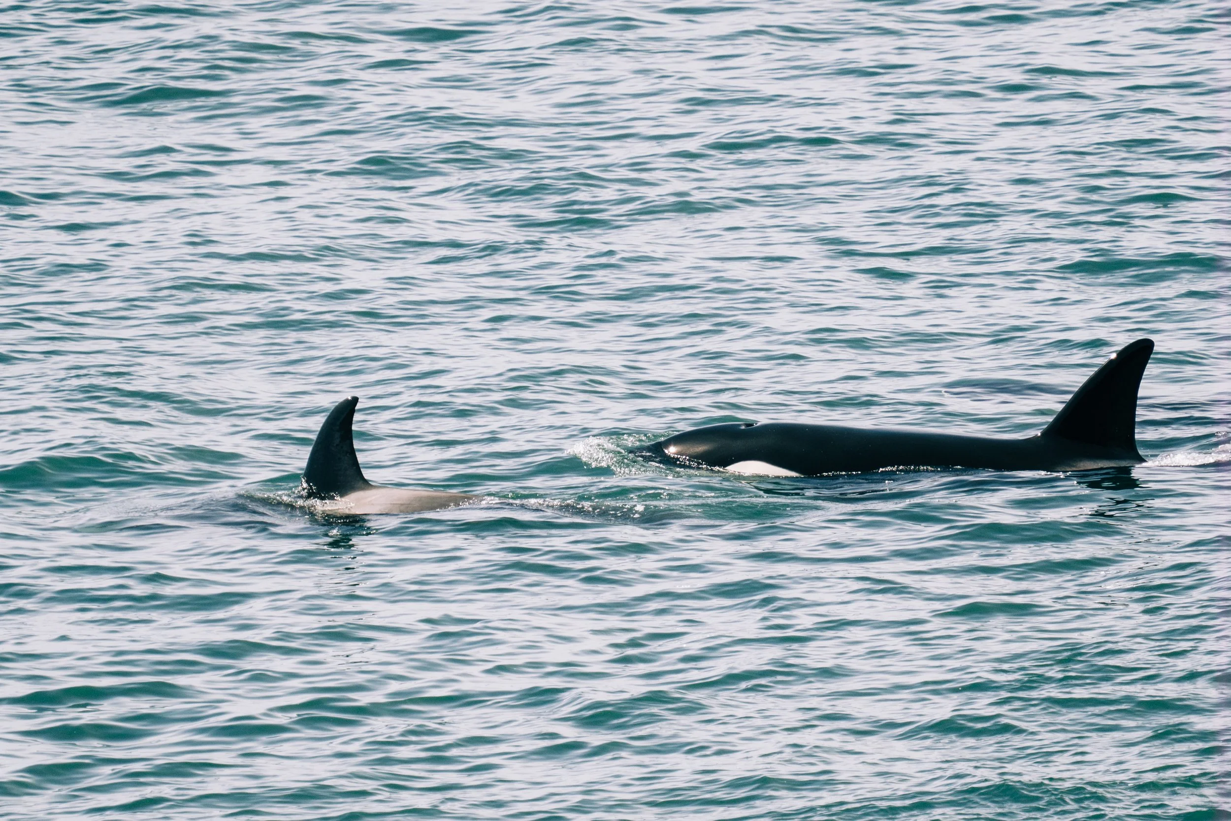 Where to see orcas in Anacortes