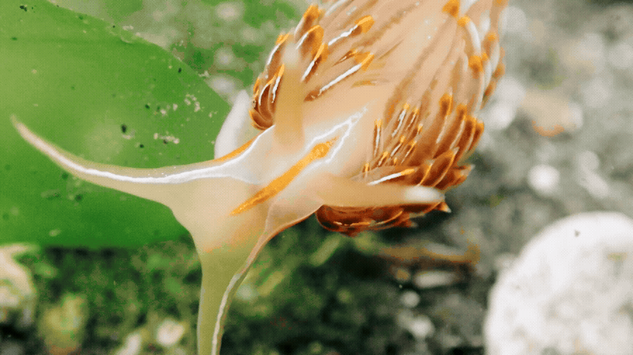 Nudibranch species in the Salish Sea