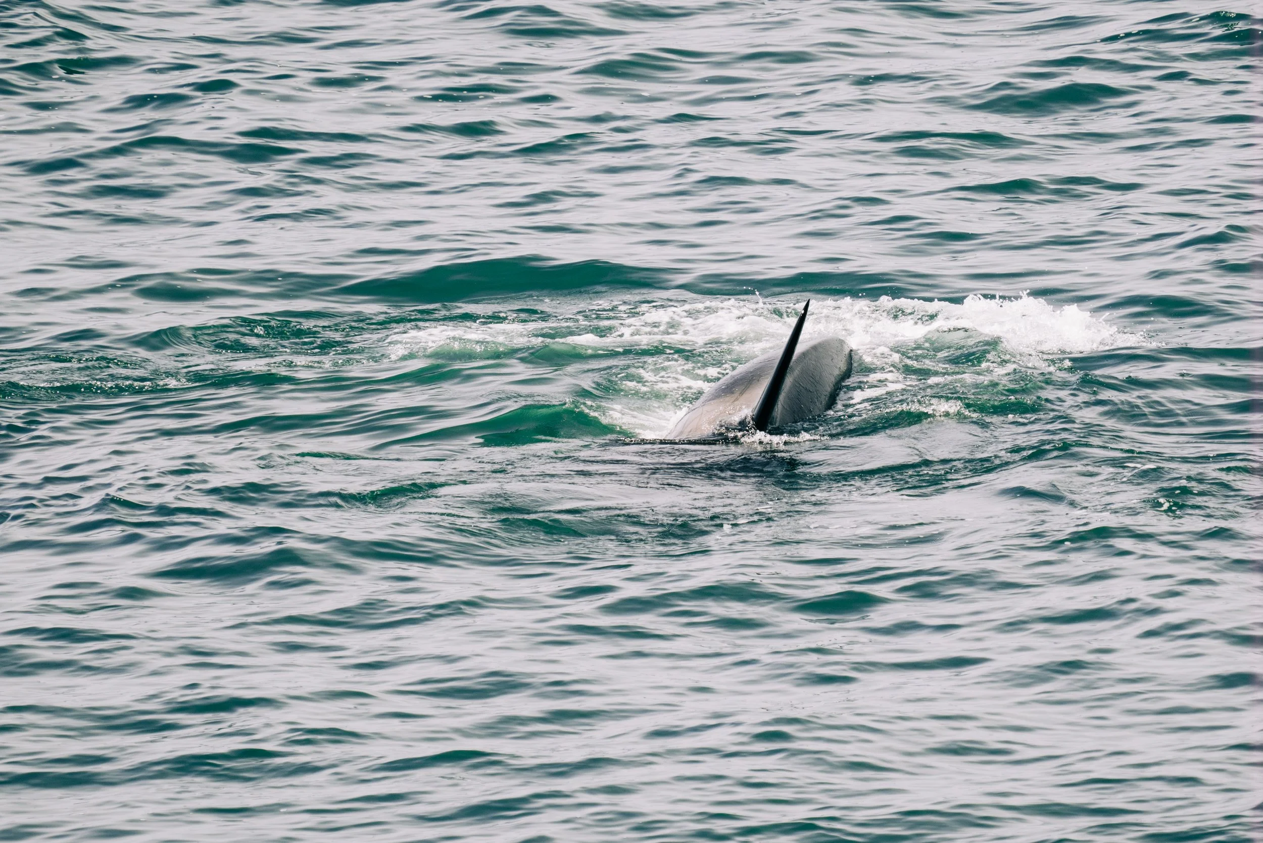 Where to see whales in Tacoma