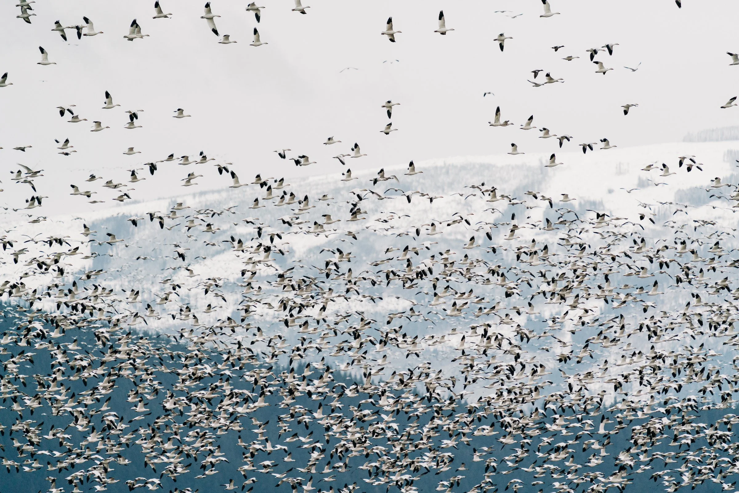 A large flock of snow geese descend on the Skagit Valley
