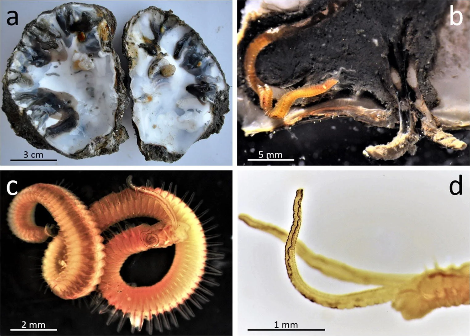 The Mystery Worm Threatening the Future of Puget Sound’s Oysters — Our ...