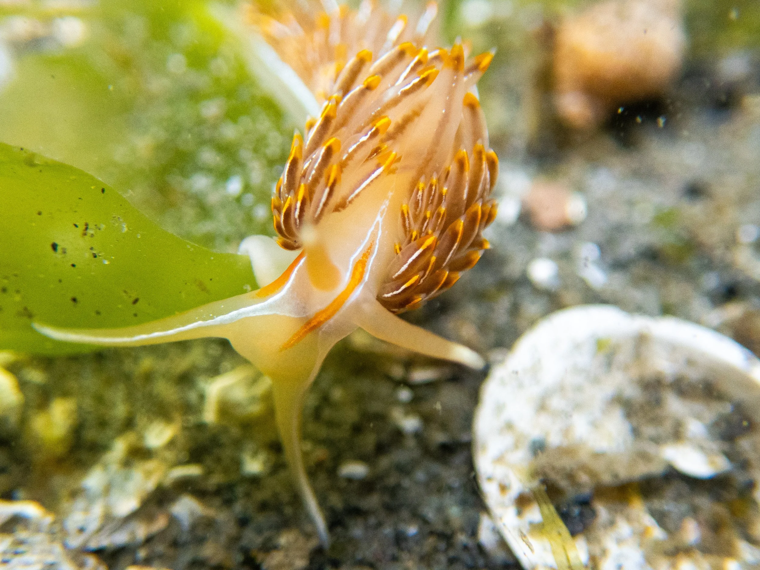Hermissenda crassicornis - The thick-horned nudibranch