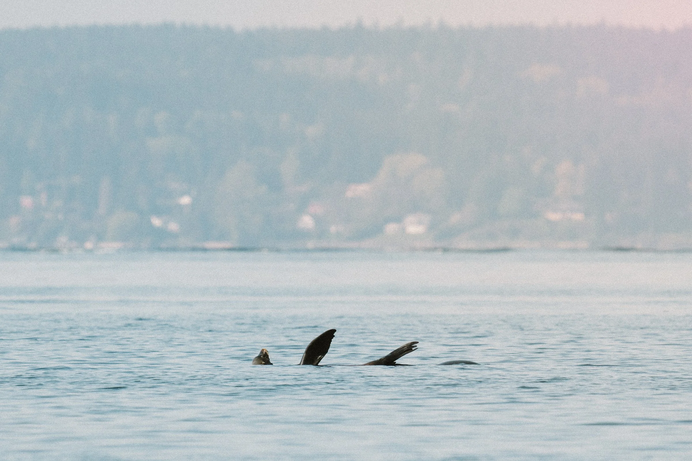 A thermoregulating sea lion off of West Seattle in Puget Sound