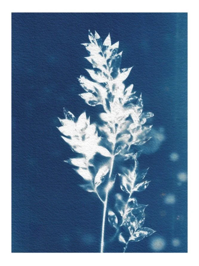Bring a touch of elegance to your space with this beautiful botanical cyanotype print 💙 
Size: A4 (21 x 29.7cm)
Style: Abstract/Cyanotype/Contemporary Art
Perfect for: Plant lovers, art enthusiasts

Order yours at my website linked in my bio 💙