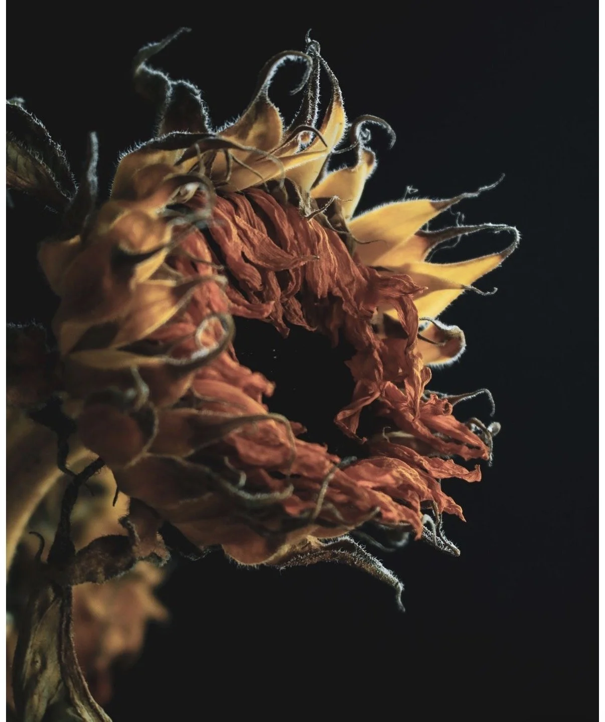 Bloom Wild