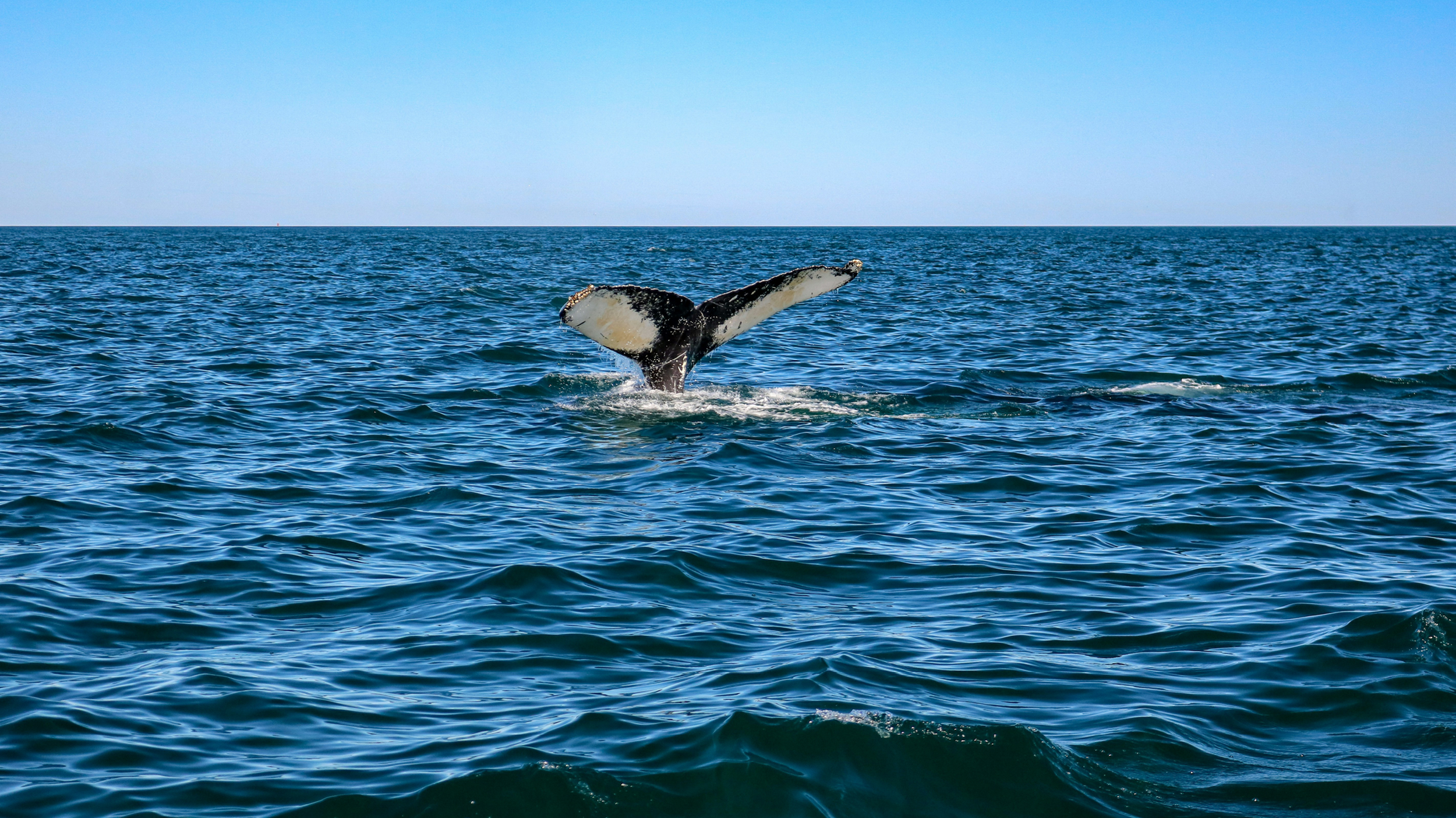 Healing the Ocean, Protecting Our Future