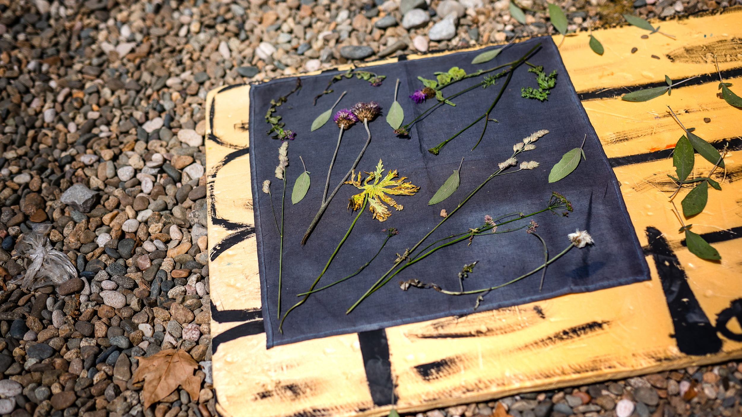 Make Your Own Cyanotype Print