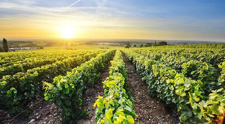 vineyard-versus-winery-hero.jpg