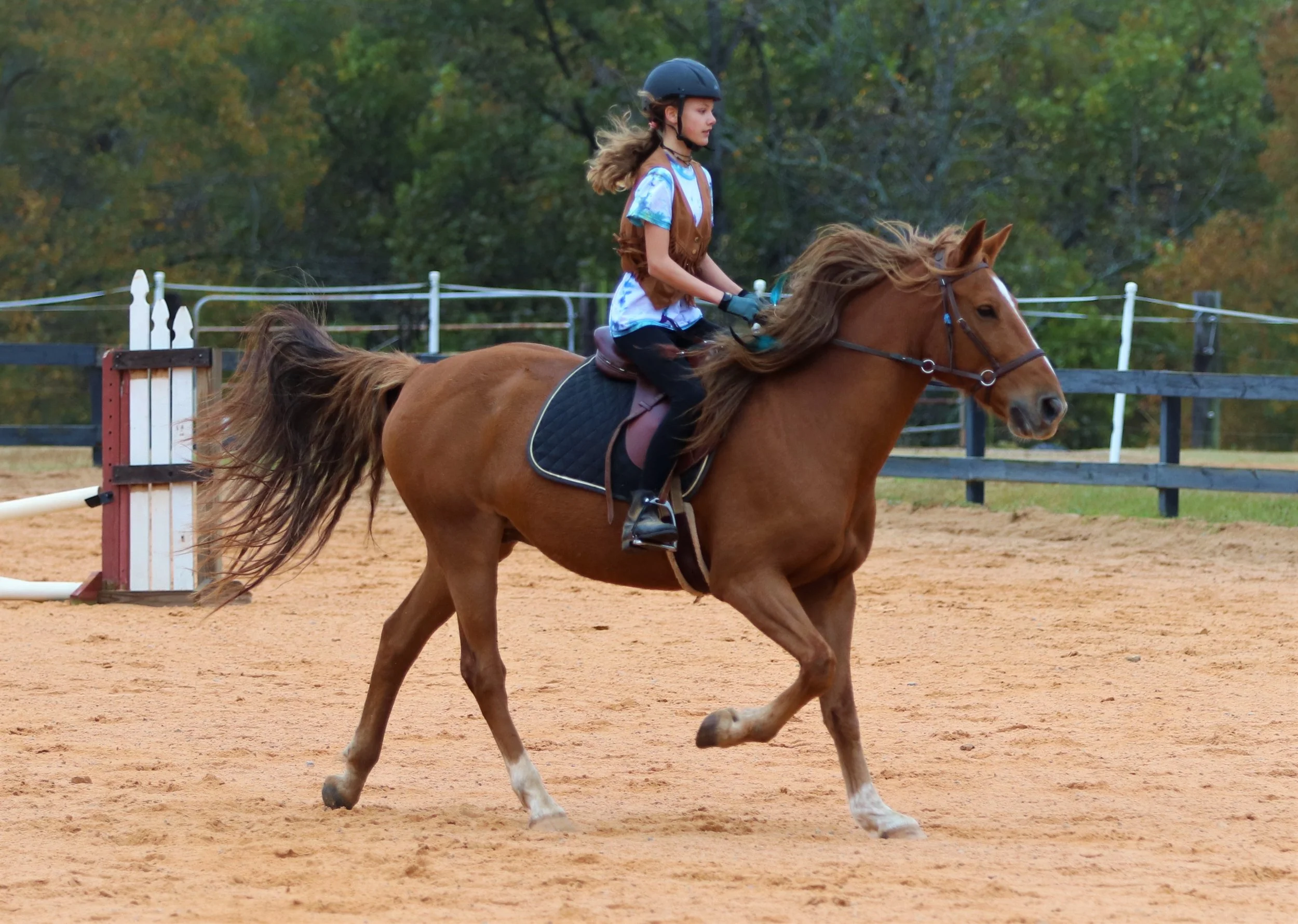 The Horses — Love Reins Equestrian