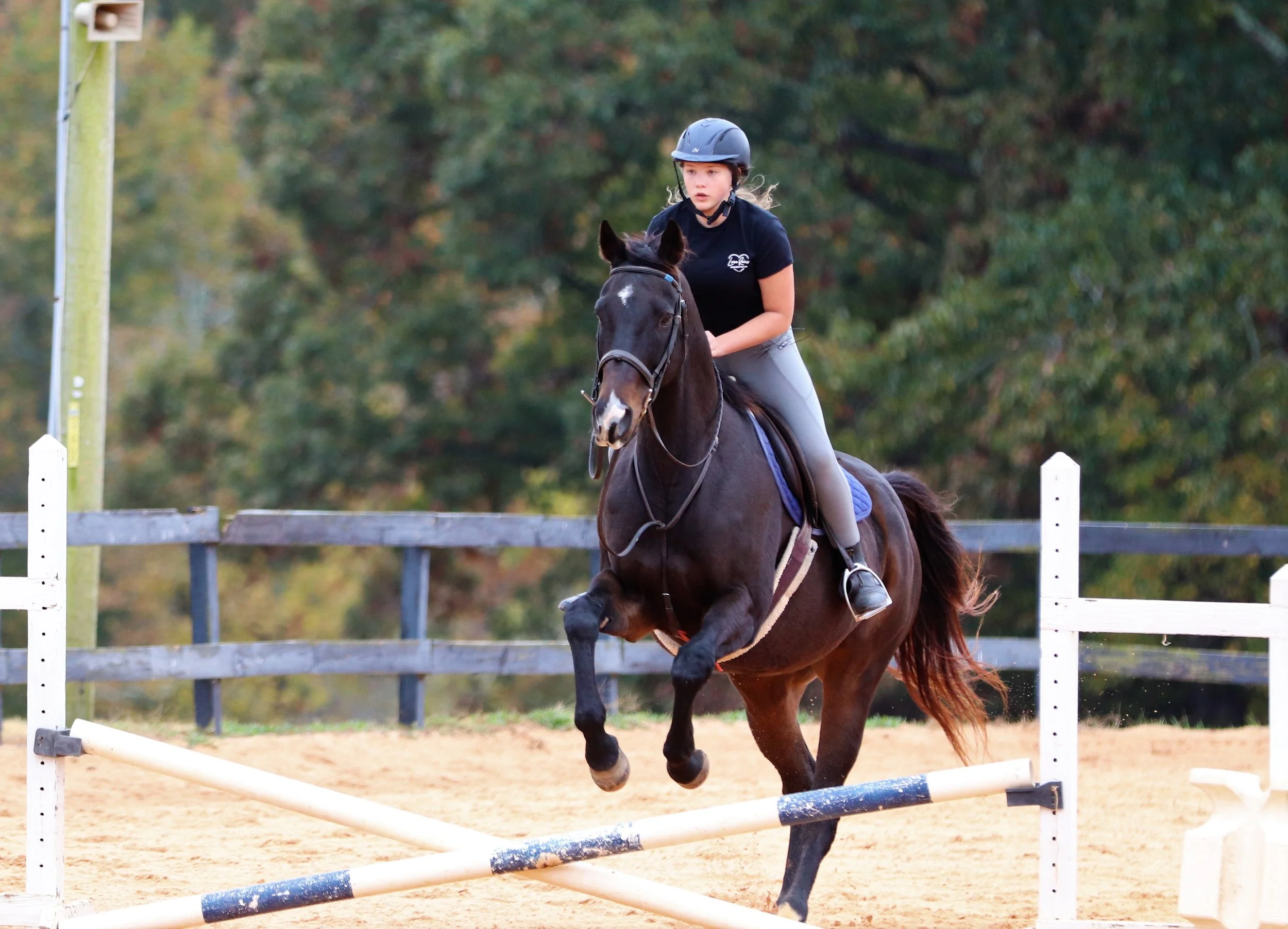The Horses — Love Reins Equestrian